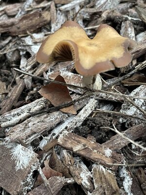 IMG_3353.jpeg IMG_3353.jpeg