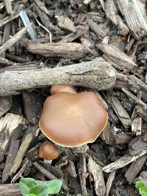 IMG_3356.jpeg IMG_3356.jpeg