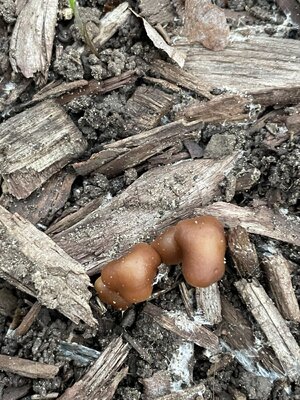 IMG_3355.jpeg IMG_3355.jpeg