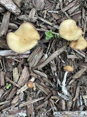 IMG_3354.jpeg IMG_3354.jpeg