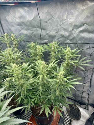 IMG_8047.jpeg