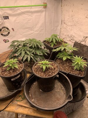 IMG_7012.JPG