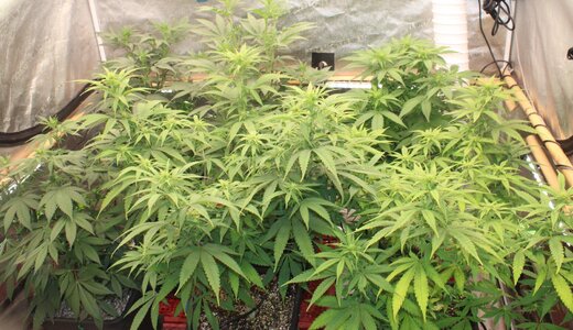 Dec 23 1 week in flower.JPG