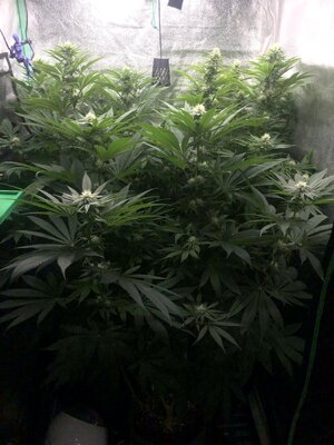 IMG_8406.jpeg