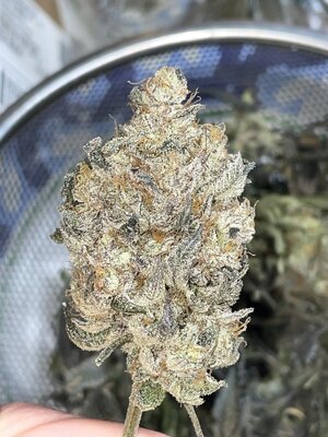 IMG_3383.jpeg IMG_3383.jpeg