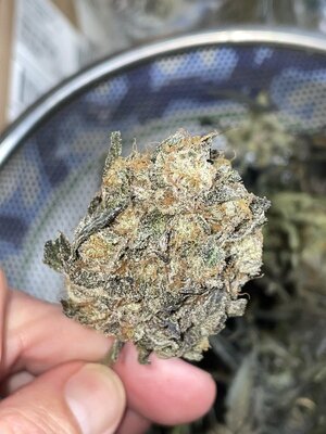 IMG_3384.jpeg IMG_3384.jpeg