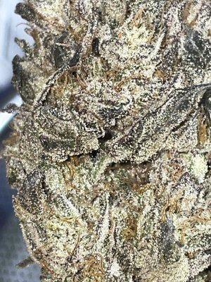 IMG_3385.jpeg IMG_3385.jpeg