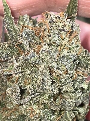 IMG_3388.jpeg IMG_3388.jpeg