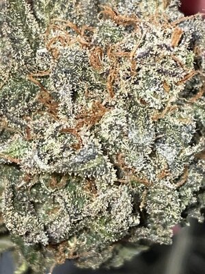 IMG_3389.jpeg IMG_3389.jpeg