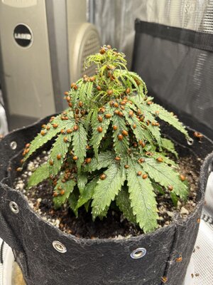 xrk32q74au9g1.jpg