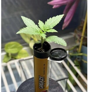 Screenshot 2026-01-02 074518.jpg