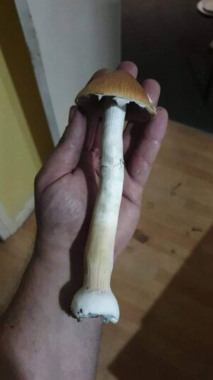 received_456243639486721.jpeg