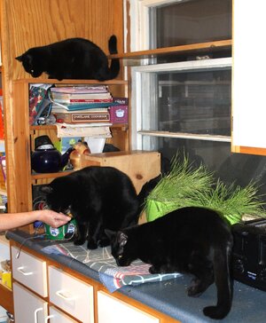 My3 boys.JPG