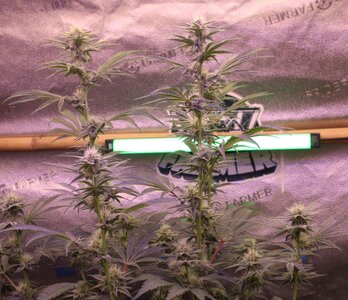 Jan 6 Zamalngreen.JPG