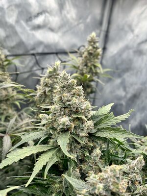 IMG_8418.jpeg