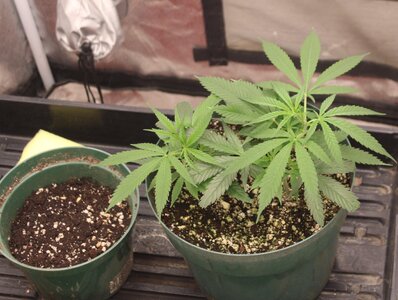 Jan 13 clones.JPG