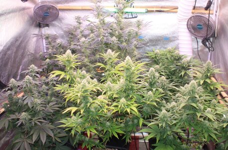 Jan 13 crop.JPG