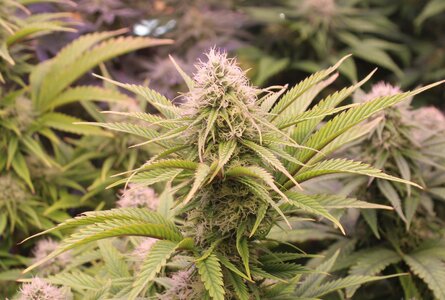 Jan 13 Strawberry purp (2).JPG