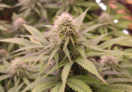 Jan 13 Strawberry Purp.JPG