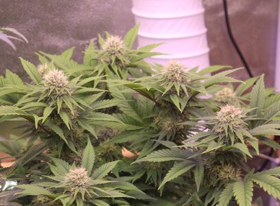 Jan 13 Zam Dream.JPG