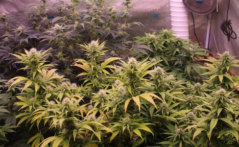 June 6 yellowngreen.JPG