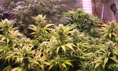 Jan 20 2 strawpurps.JPG