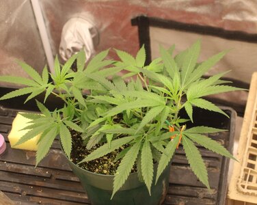 Jan 20 2clone.JPG