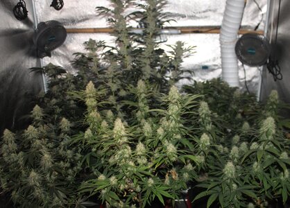 Jan 20 crop 5.5.JPG