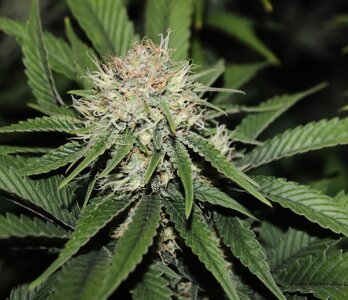 Jan 20 Strawberry Purp 5.5.JPG