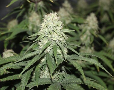 Jan 20 Zam Dreams 5.5a.JPG