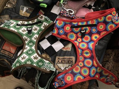 IMG_3254[1].jpeg