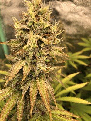 IMG_8868.jpeg