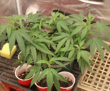 Jan 29 clone and sprouts.JPG