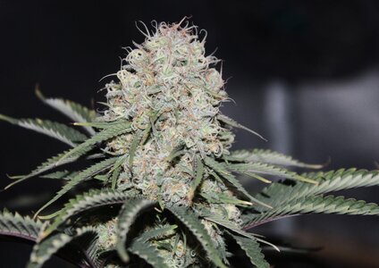 Jan 29 straw purp 3.JPG