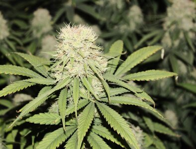 Jan 29 Straw Purp.JPG
