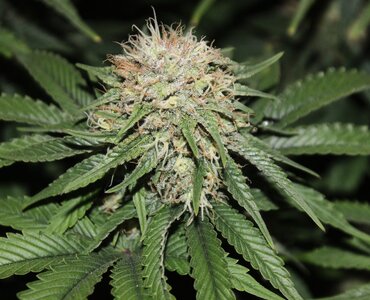 Jan 29 straw purp2.JPG