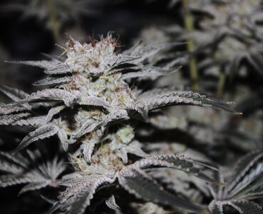 Jan 29 Zam Dreams.JPG