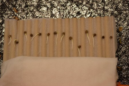 DSC_0145 - Copy (2).JPG