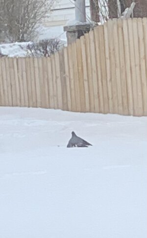 IMG_7106.jpeg