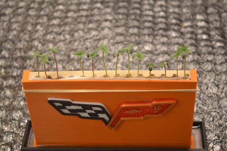 DSC_0148 - Copy (3).JPG