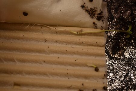 DSC_0149 - Copy (3).JPG