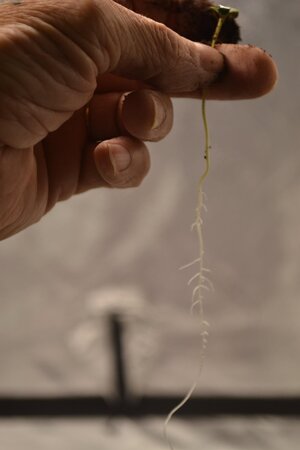 DSC_0150 - Copy (3).JPG