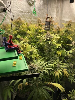 IMG_9043.jpeg IMG_9043.jpeg