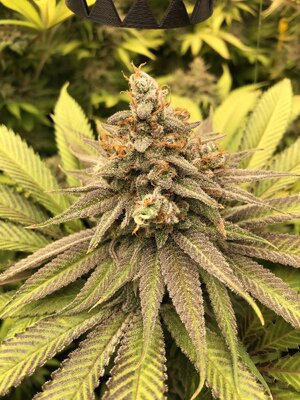 IMG_9046.jpeg IMG_9046.jpeg