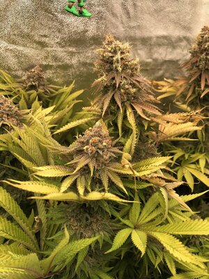 IMG_9045.jpeg IMG_9045.jpeg