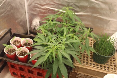 Feb 8 new crop.JPG