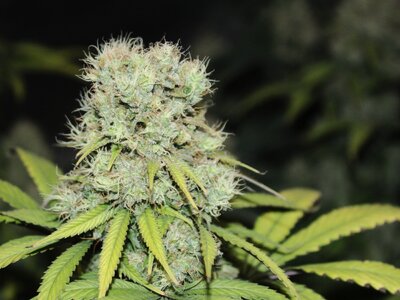 Feb 8 Straw Purp 2.JPG