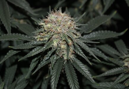 Feb 8 Straw Purp 3.JPG