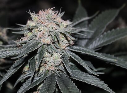 Feb 8 straw purp 4.JPG