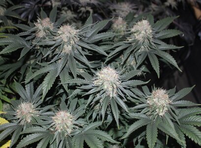 Feb 8 straw purp group.JPG